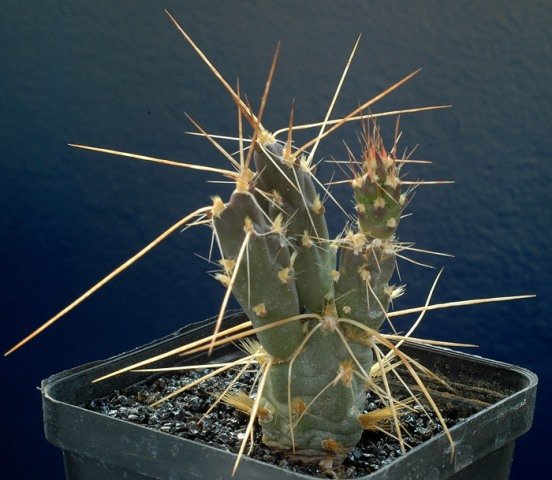 Cumulopuntia_pampana